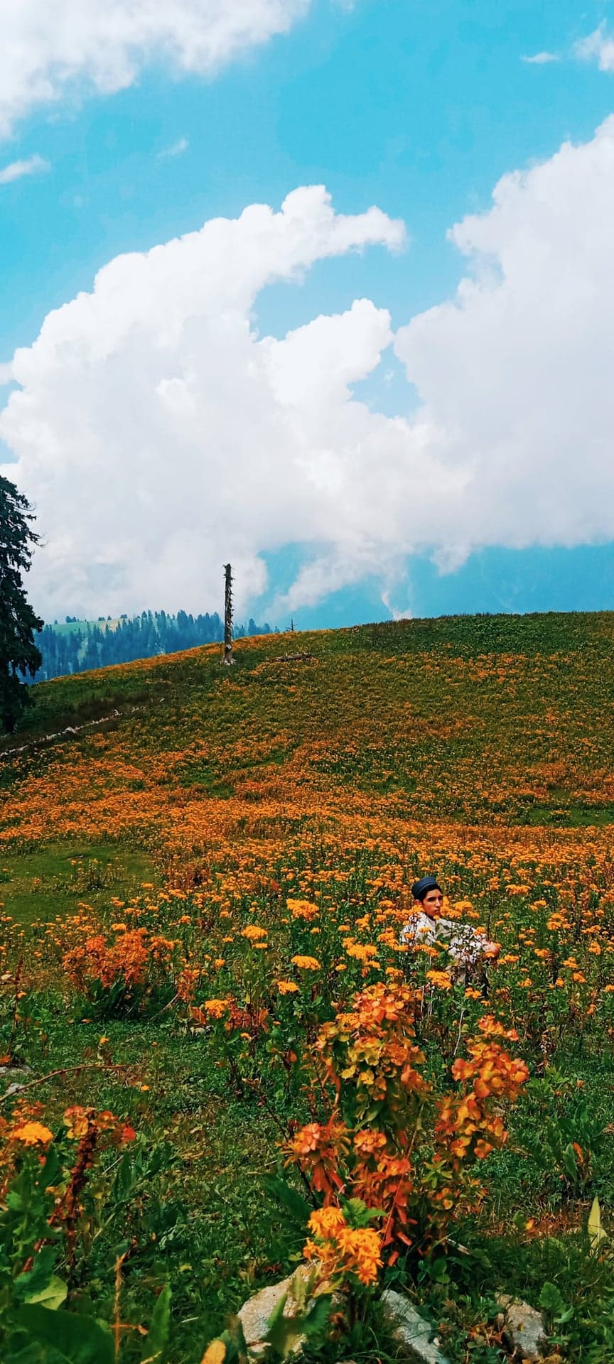 Palanchai Meadows photo 3