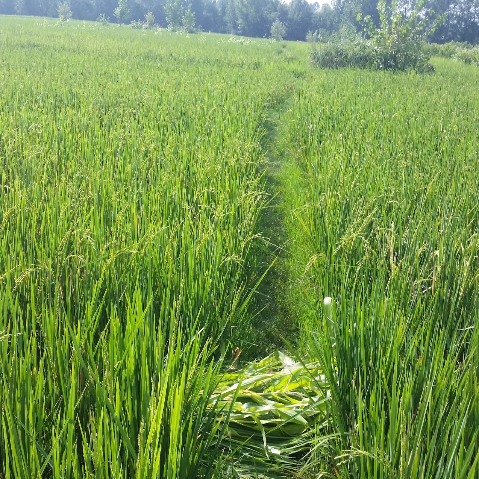 سین پوڑہ پلےگراونڈ photo 2