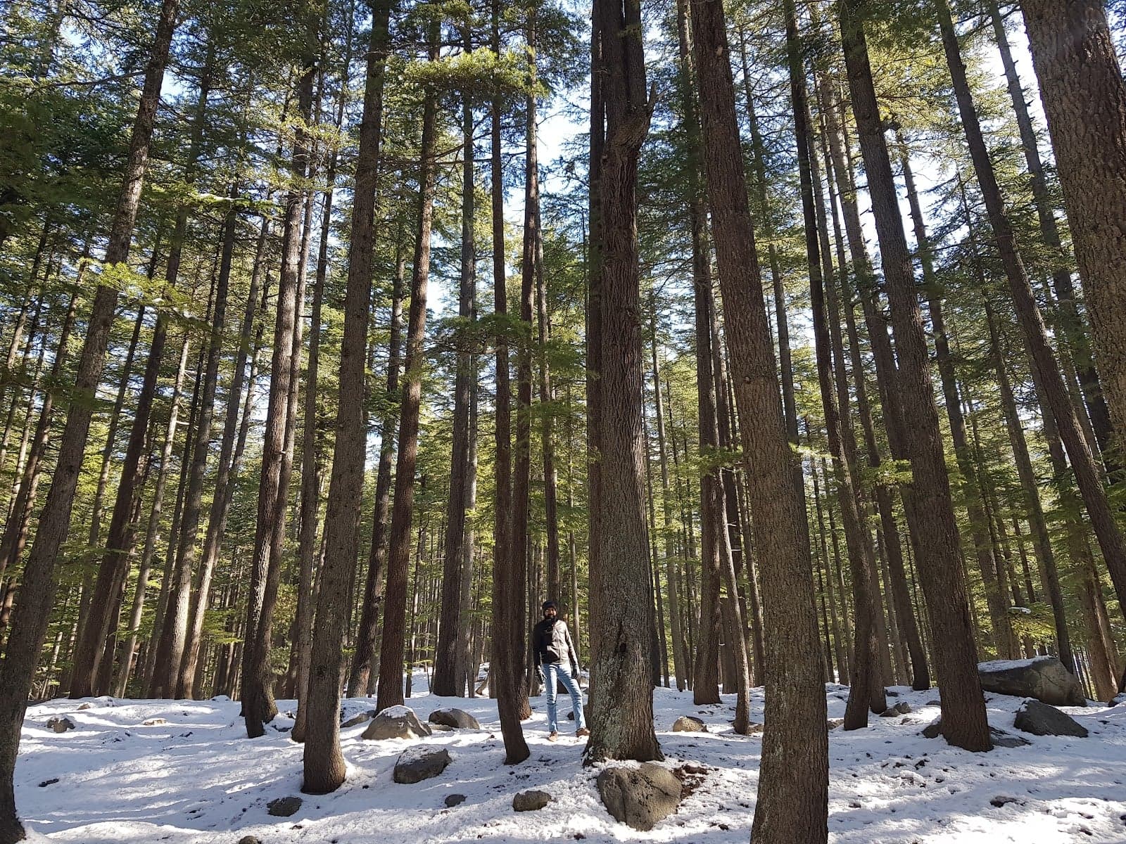 Ushu Forest photo 3