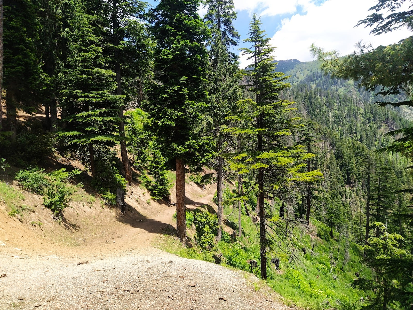 Janshae Meadows photo 3