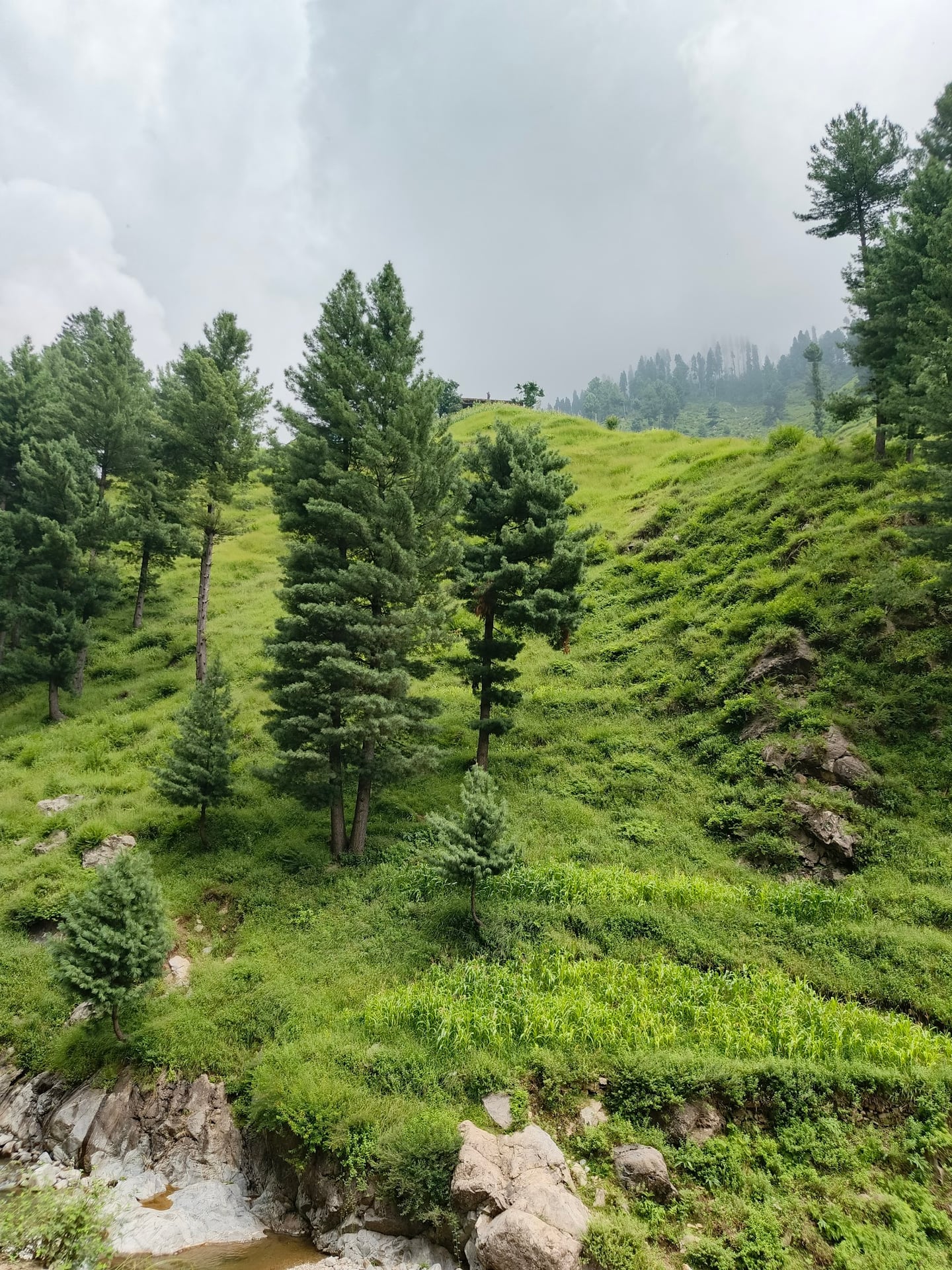Jarogo Meadows photo 5