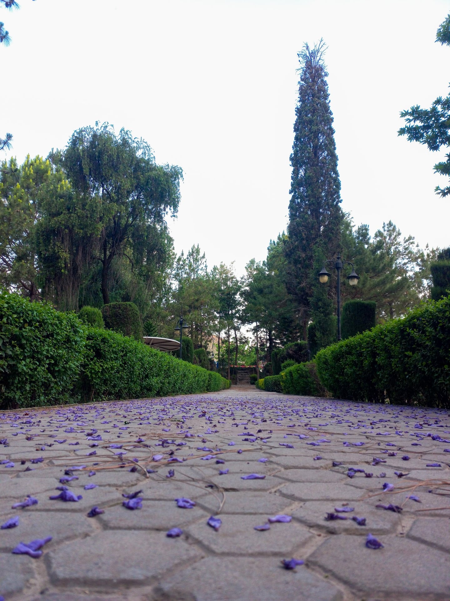 Ladies Park photo 4