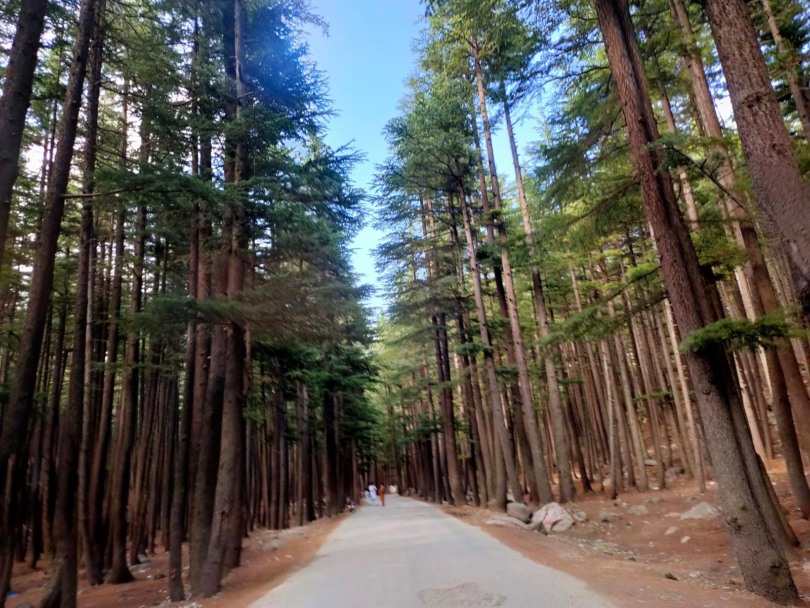 Usho Forest (Plain Forest)