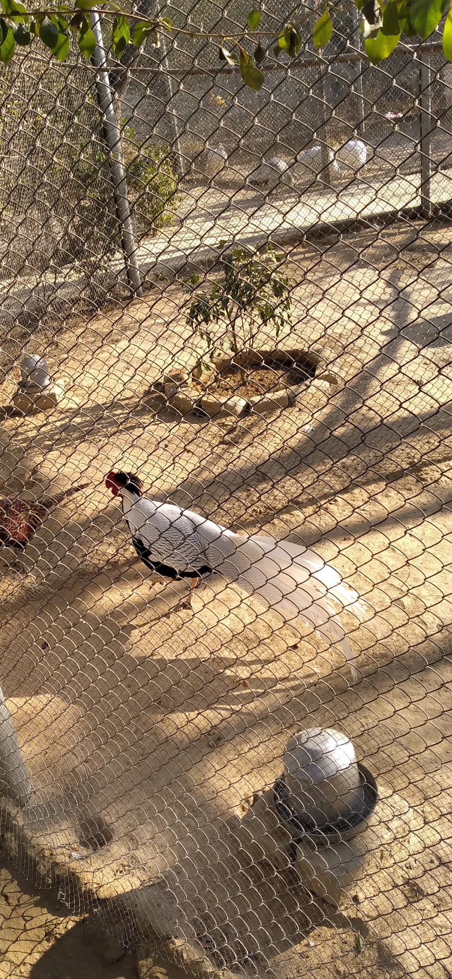 Wildlife Safari Park